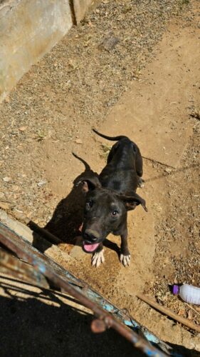 PCGO prende tutor por maus tratos; cão resgatado precisará retirar o globo ocular