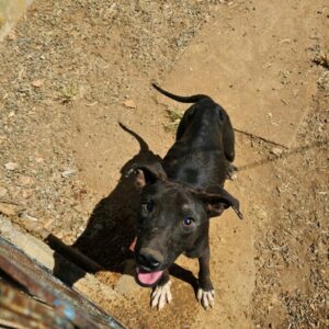 PCGO prende tutor por maus tratos; cão resgatado precisará retirar o globo ocular