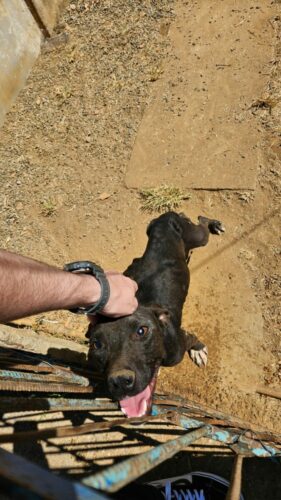 PCGO prende tutor por maus tratos; cão resgatado precisará retirar o globo ocular