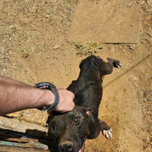 PCGO prende tutor por maus tratos; cão resgatado precisará retirar o globo ocular