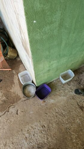 PCGO prende tutor por maus tratos; cão resgatado precisará retirar o globo ocular