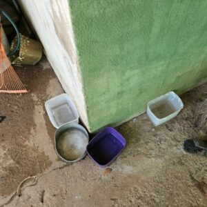 PCGO prende tutor por maus tratos; cão resgatado precisará retirar o globo ocular