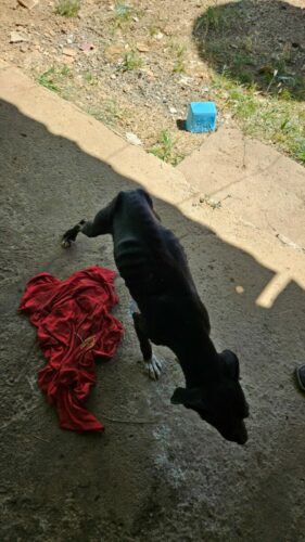 PCGO prende tutor por maus tratos; cão resgatado precisará retirar o globo ocular