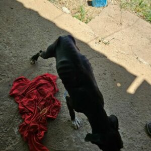 PCGO prende tutor por maus tratos; cão resgatado precisará retirar o globo ocular