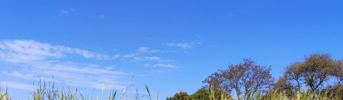 PCGO autua dono de cães que atacaram bezerros em propriedade rural de Caldas Novas