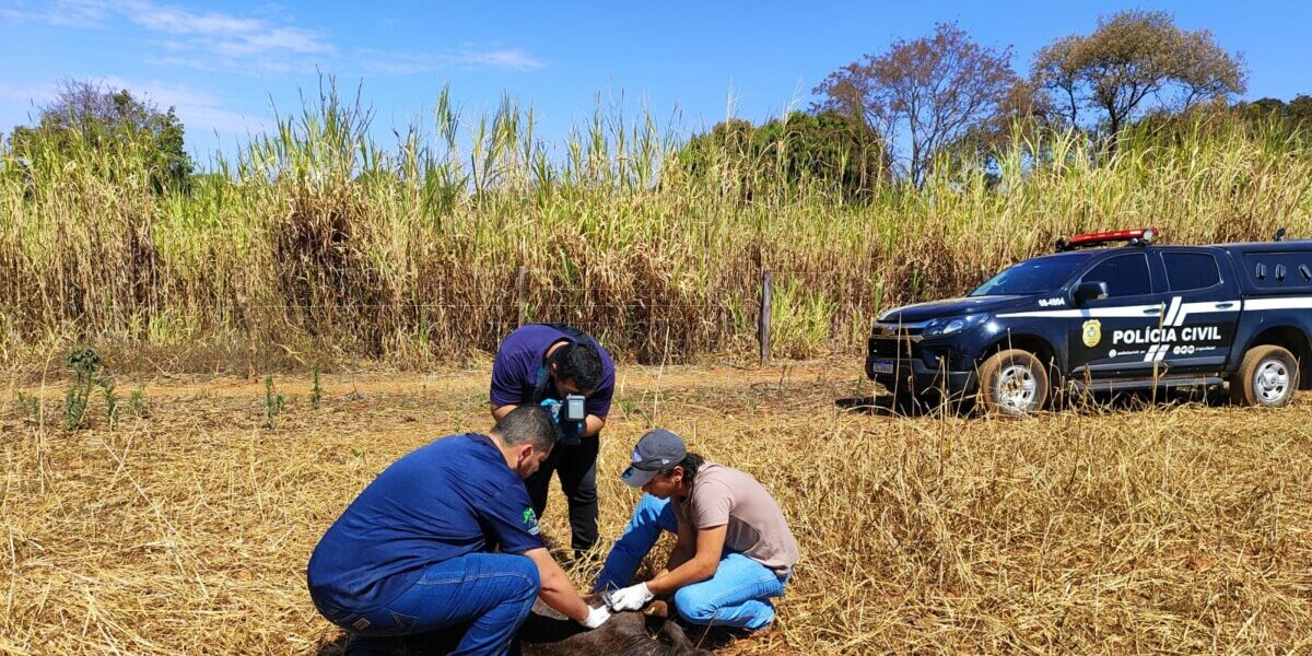 PCGO autua dono de cães que atacaram bezerros em propriedade rural de Caldas Novas