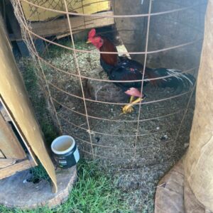 PCGO resgata galos em situação de maus tratos e usados em rinhas na cidade de Morrinhos