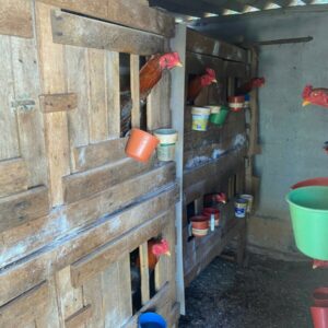 PCGO resgata galos em situação de maus tratos e usados em rinhas na cidade de Morrinhos