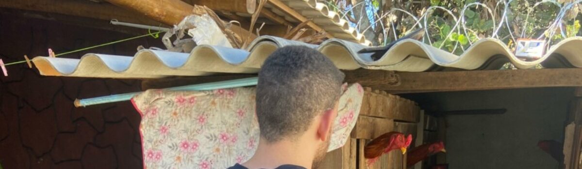 PCGO resgata galos em situação de maus-tratos e usados em rinhas na cidade de Morrinhos