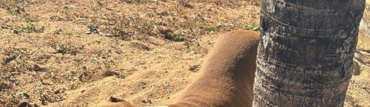 Polícia Civil resgata cão vítima de maus-tratos em Morrinhos