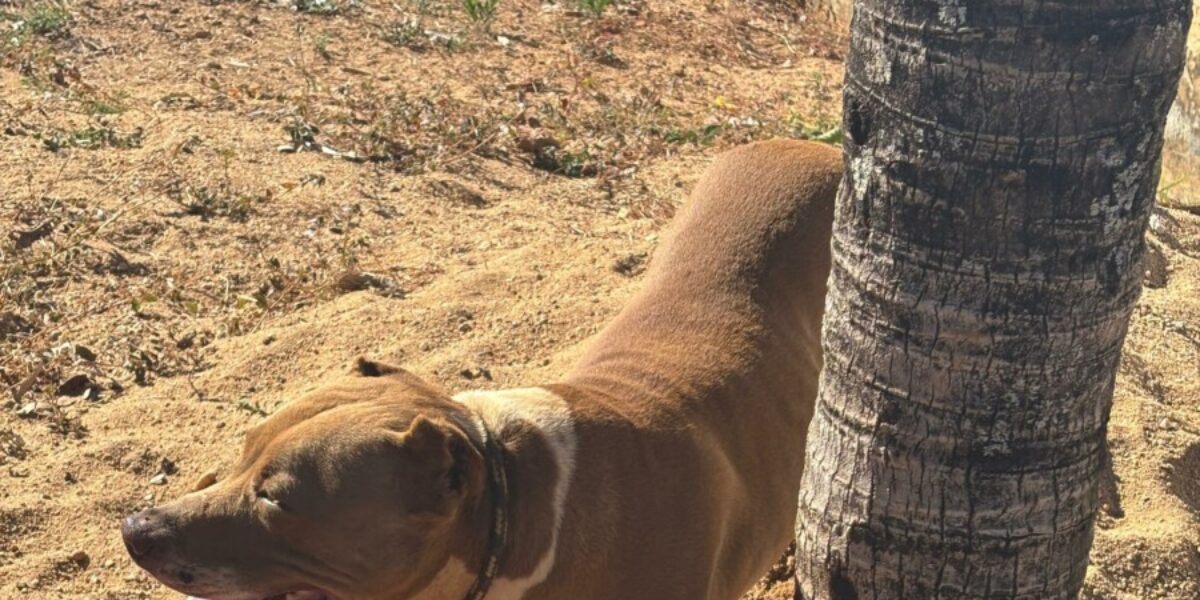Polícia Civil resgata cão vítima de maus-tratos em Morrinhos