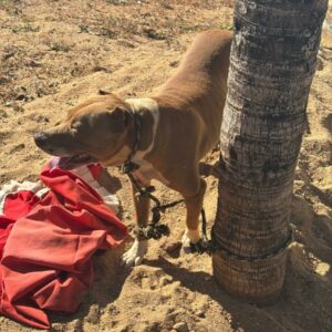 Polícia Civil resgata cão vítima de maus tratos em Morrinhos
