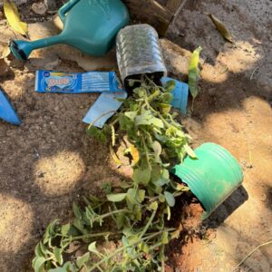 Shamar: PCGO realiza operação e prende homem por violência doméstica contra idosa e corrupção ativa em Luziânia