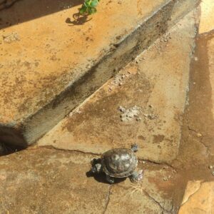 Calibre Zero: PCGO deflagra operação e apreende armas e 4 mil munições em Goiás