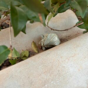 Catena Fracta: Polícia Civil desarticula o tráfico de drogas em megaoperação na região de Itapuranga