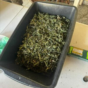 Operação cumpre buscas em Cavalcante, apreende centenas de drogas e prende quatro pessoas em flagrante