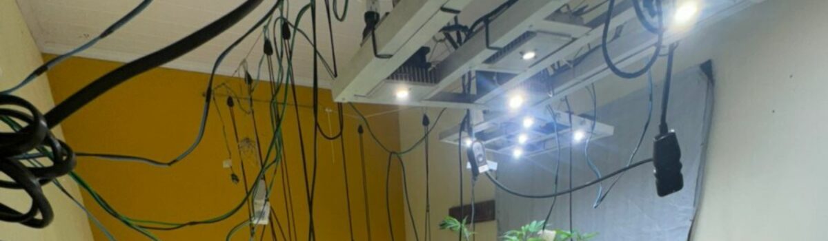 Operação cumpre buscas e localiza estufa, em residência de Cavalcante, com centenas de mudas de maconha