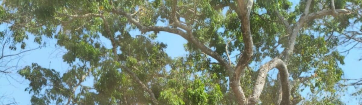 PCGO cumpre mandado de prisão preventiva de acusado por homicídio foragido do Rio de Janeiro