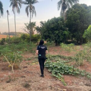 PCGO desarticula grupo criminoso envolvido com tráfico de drogas em Caçu