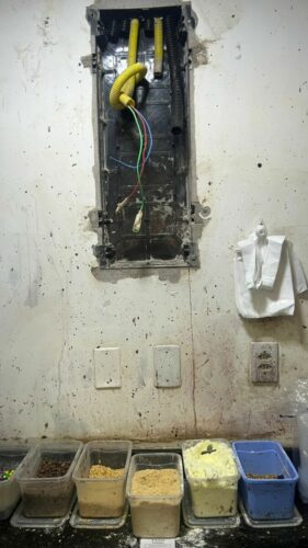 PCGO e Vigilância Sanitária interditam açaiteria em Goiânia por risco à saúde pública