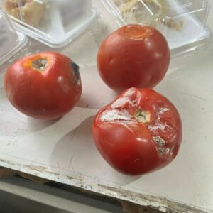 PCGO prende sócio e funcionários de clínica clandestina que mantinha pacientes em cárcere privado