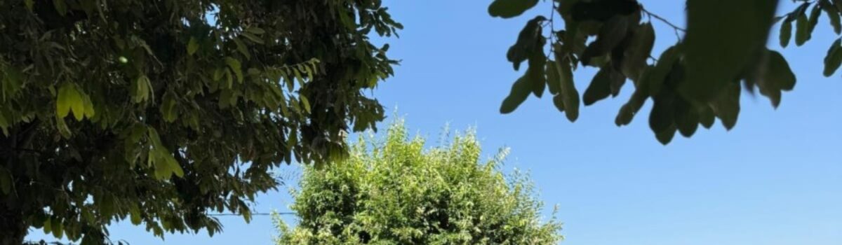 Polícia Civil prende em flagrante autor de furto de hidrômetro após comunicação da Saneago