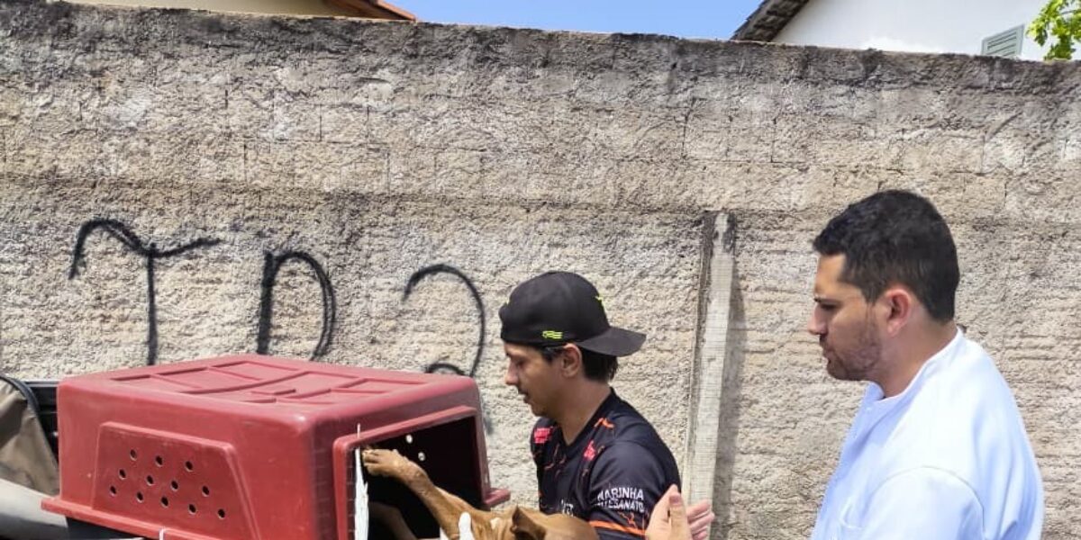 Polícia Civil resgata cachorro vítima de maus-tratos e aves criadas em cativeiro em Caldas Novas