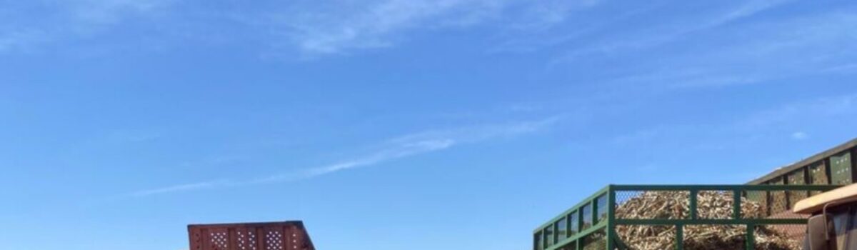 Operação  Guardiões do Campo:  PCGO prende autor de latrocínio brutal ocorrido em zona rural de Goiás