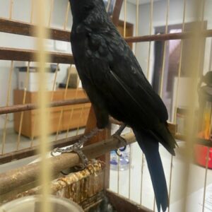 PCGO apreende drogas, dinheiro estrangeiro e pássaro silvestre durante prisão por tráfico em Valparaíso