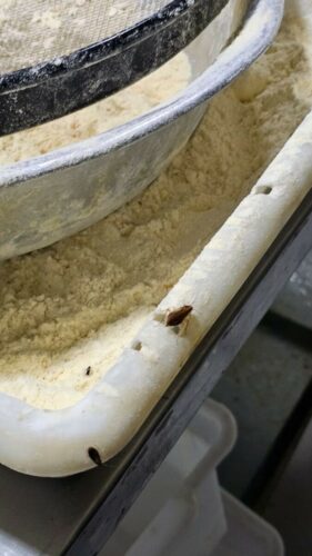 PCGO deflagra Operação “Escama de Peixe” e investiga tráfico de drogas em bar de Goiânia