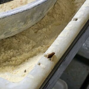 PCGO deflagra Operação “Escama de Peixe” e investiga tráfico de drogas em bar de Goiânia