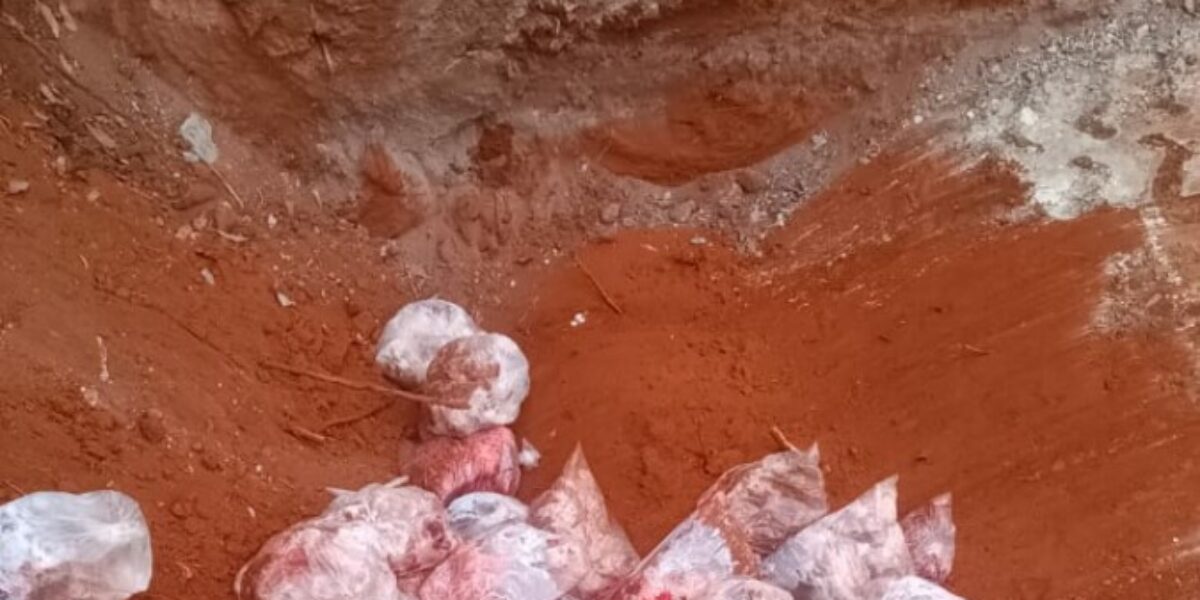 PCGO desarticula abatedouro clandestino e apreende grande quantidade de carne irregular em Niquelândia