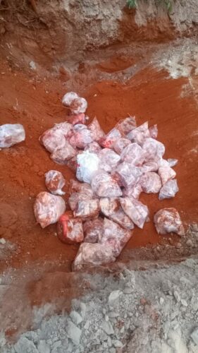 PCGO desarticula abatedouro clandestino e apreende grande quantidade de carne irregular em Niquelândia