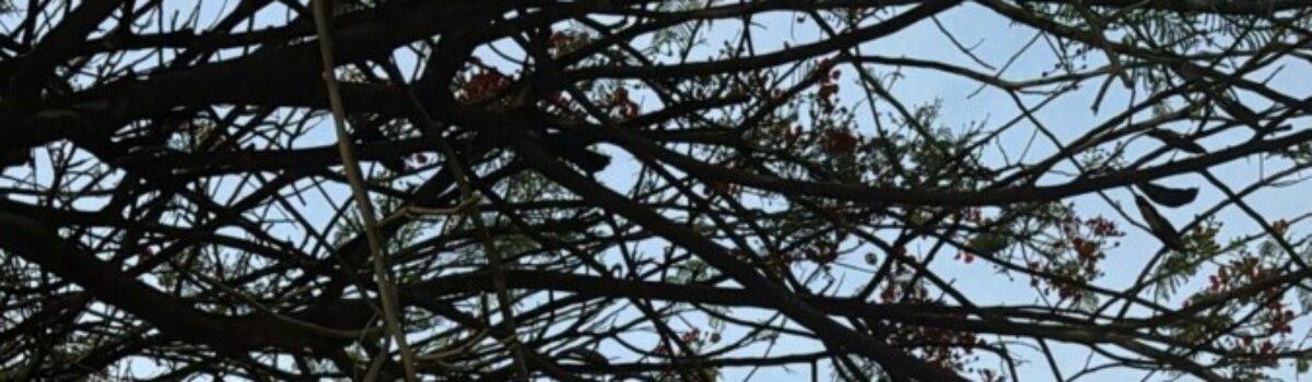 Operação South Side: PCGO prende dois investigados por homicídio qualificado e corrupção de menores