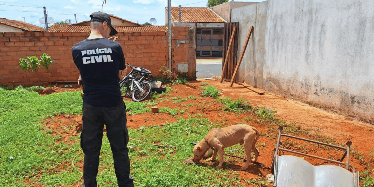 PCGO apura caso de maus-tratos e resgata pitbull em situação de abandono
