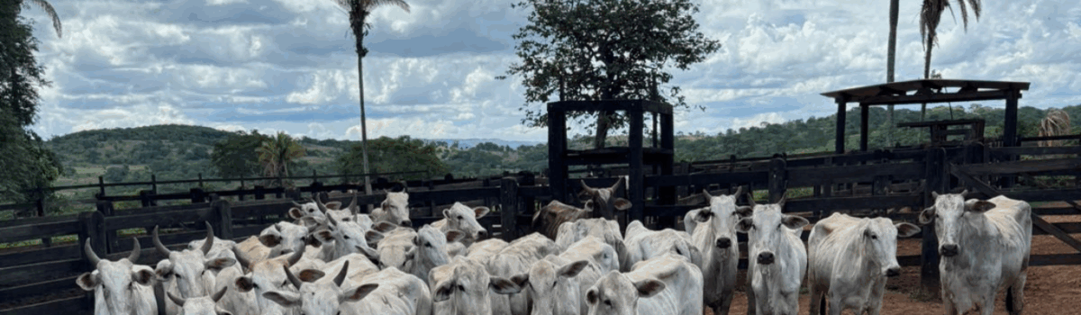 Ação integrada da PCGO e PMGO prende autores de roubo simulado e recupera rebanho em menos de 24 horas