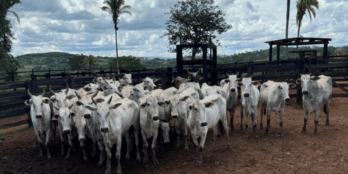 Ação integrada da PCGO e PMGO prende autores de roubo simulado e recupera rebanho em menos de 24 horas