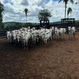 Ação integrada da PCGO e PMGO prende autores de roubo simulado e recupera rebanho em menos de 24 horas