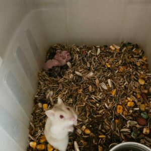 Ap&oacute;s receber den&uacute;ncia an&ocirc;nima, PCGO prende mulher por maus tratos a animais em Goi&acirc;nia