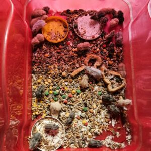 Ap&oacute;s receber den&uacute;ncia an&ocirc;nima, PCGO prende mulher por maus tratos a animais em Goi&acirc;nia