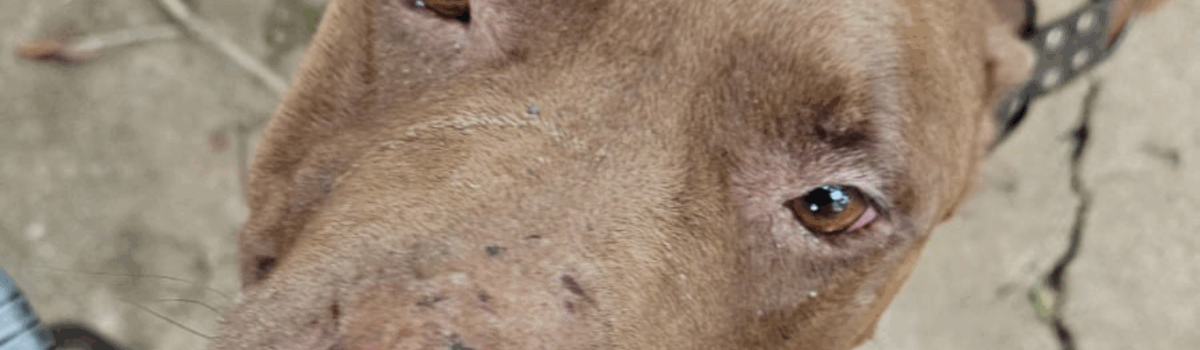 Após receber denúncia anônima, PCGO prende mulher por maus-tratos a animais em Goiânia