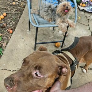 Ap&oacute;s receber den&uacute;ncia an&ocirc;nima, PCGO prende mulher por maus tratos a animais em Goi&acirc;nia