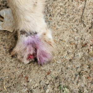 Ap&oacute;s receber den&uacute;ncia an&ocirc;nima, PCGO prende mulher por maus tratos a animais em Goi&acirc;nia