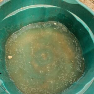 Ap&oacute;s receber den&uacute;ncia an&ocirc;nima, PCGO prende mulher por maus tratos a animais em Goi&acirc;nia