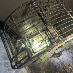 PCGO apura crime de maus tratos a animais ap&oacute;s inc&ecirc;ndio em resid&ecirc;ncia de Morrinhos