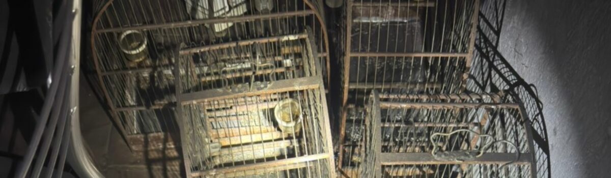 PCGO apura crime de maus-tratos a animais após atender ocorrência de incêndio em residência de Morrinhos