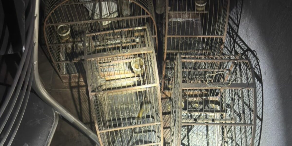 PCGO apura crime de maus-tratos a animais após atender ocorrência de incêndio em residência de Morrinhos