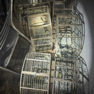 PCGO apura crime de maus tratos a animais ap&oacute;s inc&ecirc;ndio em resid&ecirc;ncia de Morrinhos