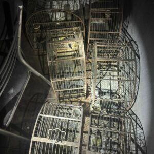 PCGO apura crime de maus tratos a animais ap&oacute;s inc&ecirc;ndio em resid&ecirc;ncia de Morrinhos