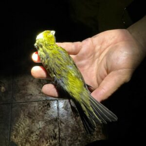 PCGO apura crime de maus tratos a animais ap&oacute;s inc&ecirc;ndio em resid&ecirc;ncia de Morrinhos